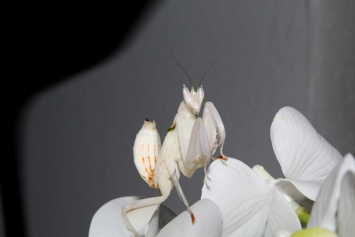 Hymenopus coronatus