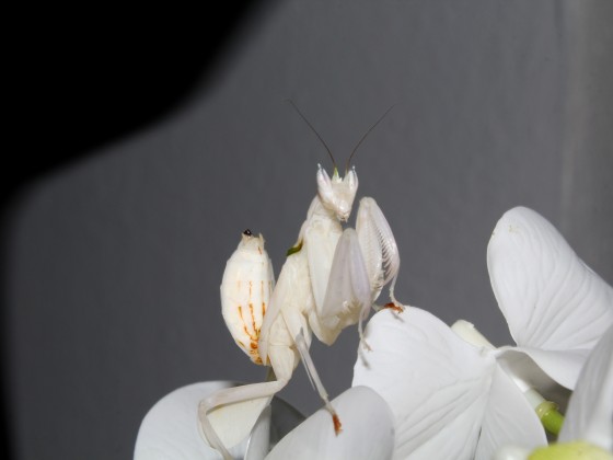 Hymenopus coronatus