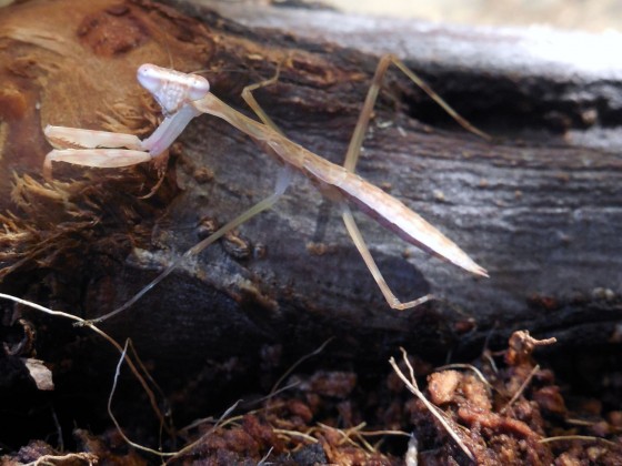 Polyspilota cf. aeruginosa