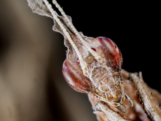 Phyllocrania Paradoxa Male