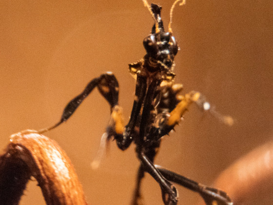 Idolomantis diabolica L1