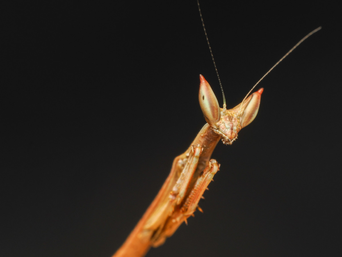 Heterochaeta orientalis L3 Nymph