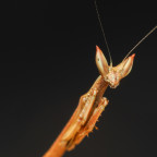 Heterochaeta orientalis L3 Nymph