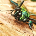 Meatllyticus splendidus Adult Weibchen Portrait