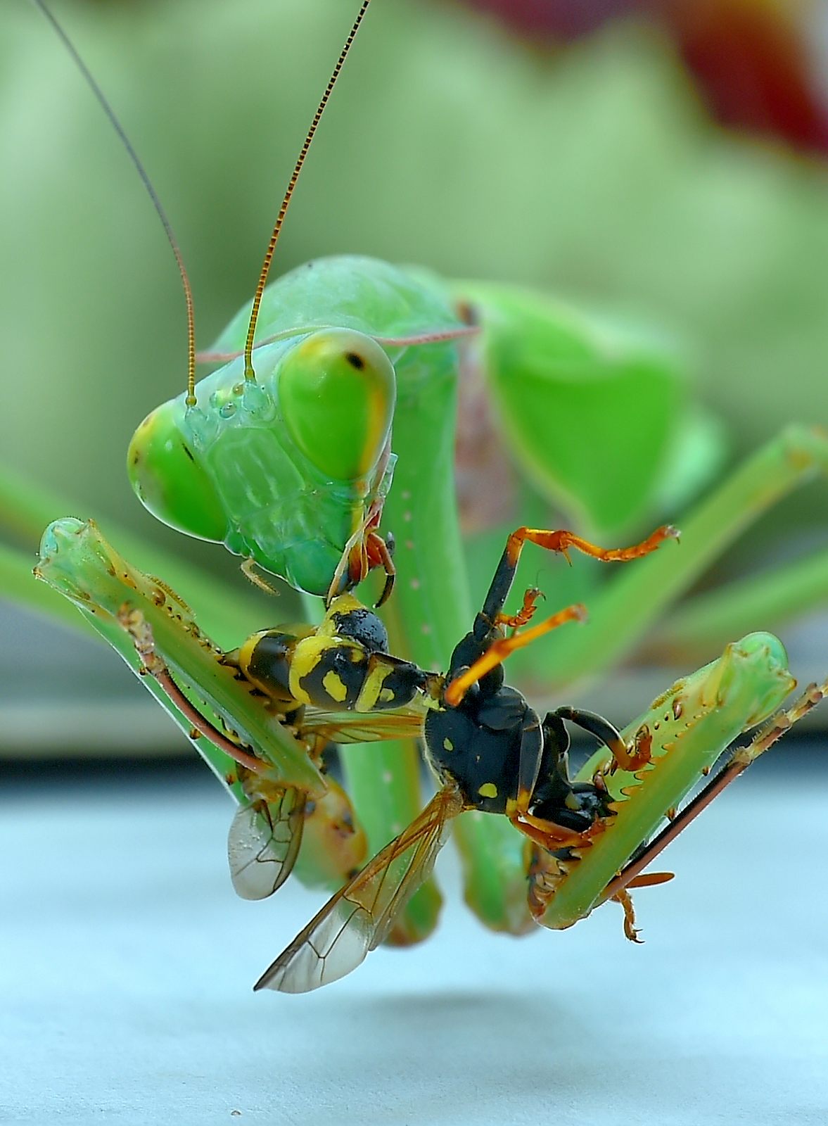 Hierodula spec eating a Wasp