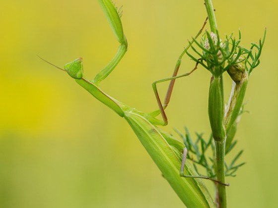 Mantis religiosa, 0.1 adult