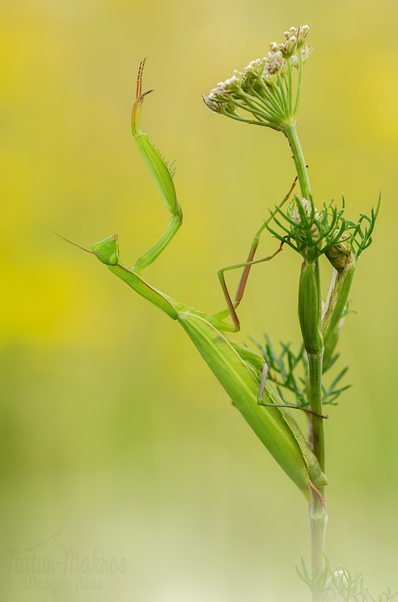 Mantis religiosa, 0.1 adult