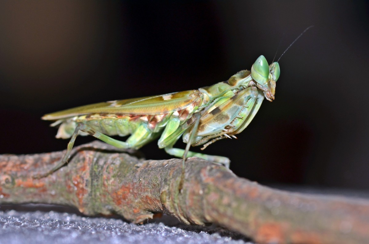 0.1 Creobroter nebulosa adult