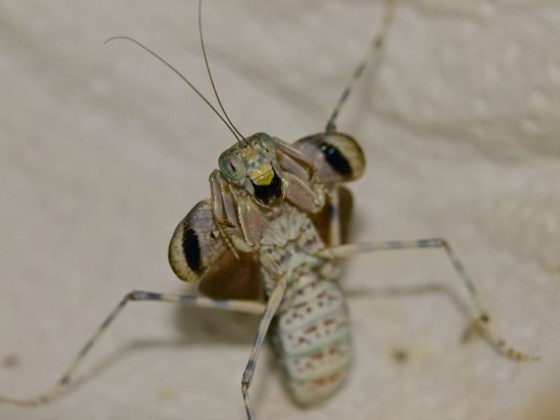 Eremiaphila cf. cerisy