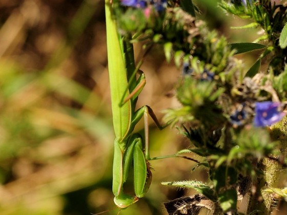 Mantis religiosa