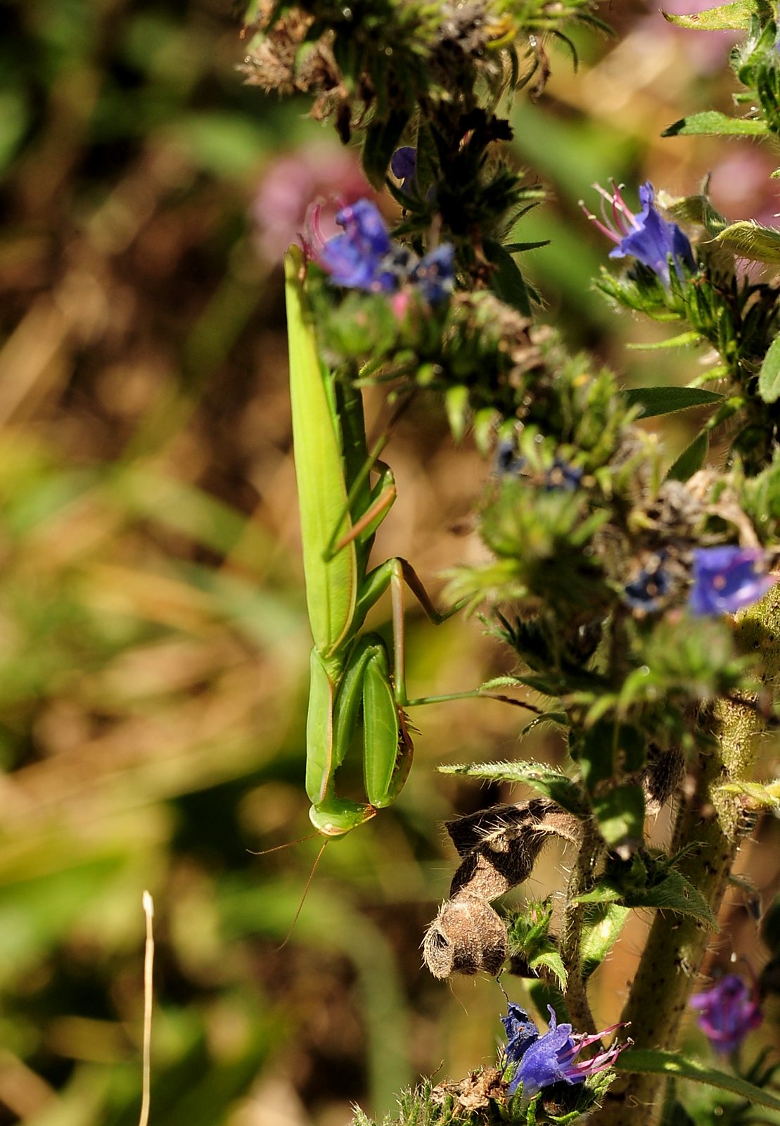 Mantis religiosa