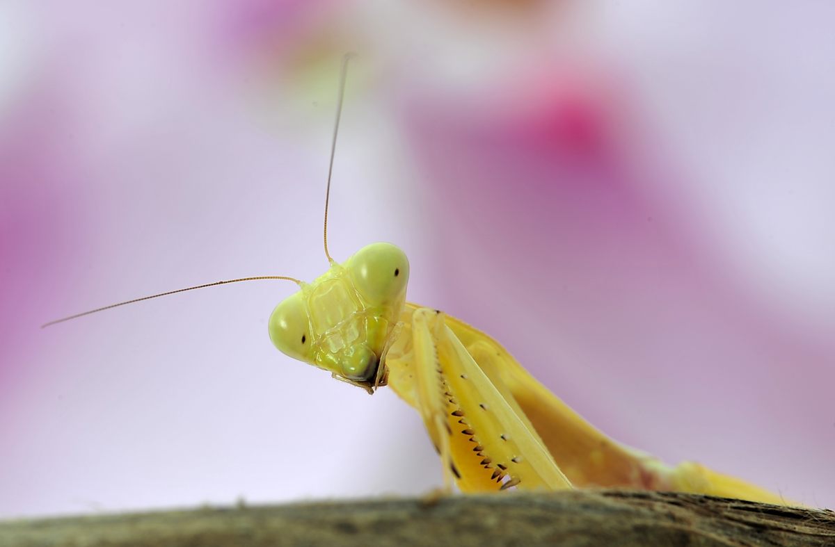 Hierodula spec. Sumatra