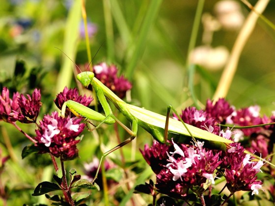 Mantis religiosa