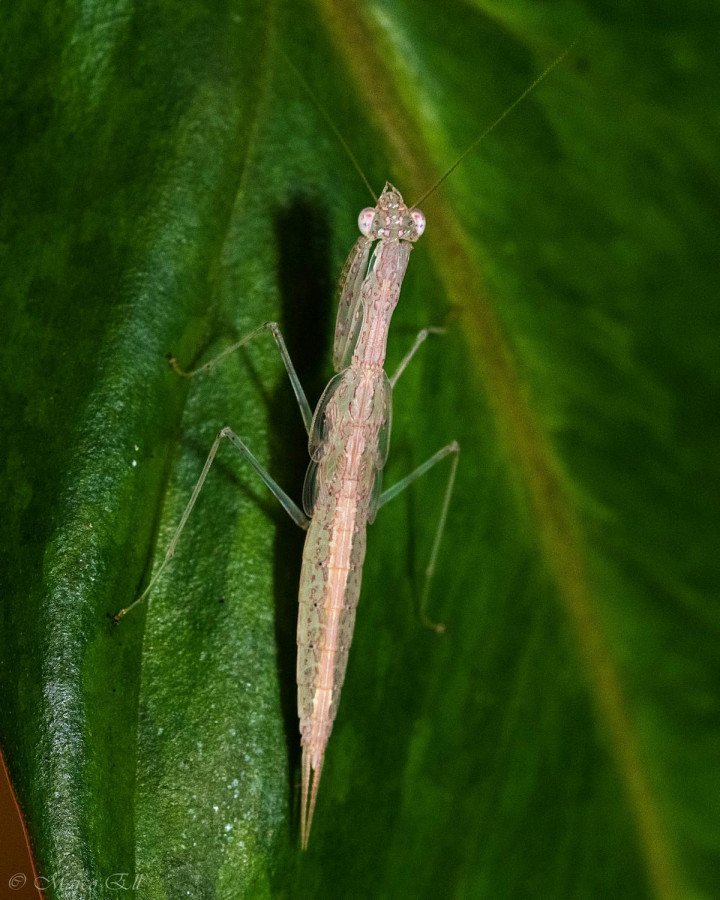 Sinomantis denticulata