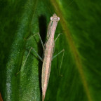 Sinomantis denticulata