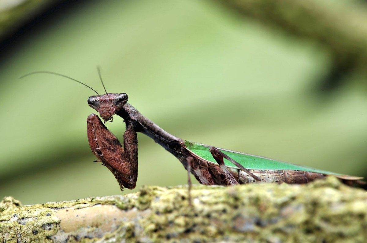 Acromantis formosana