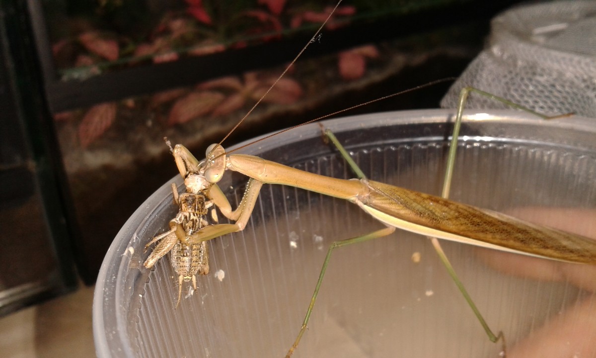 tenodera superstitiosa