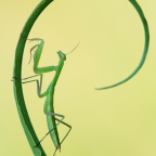 Mantis religiosa, Nymphe L3