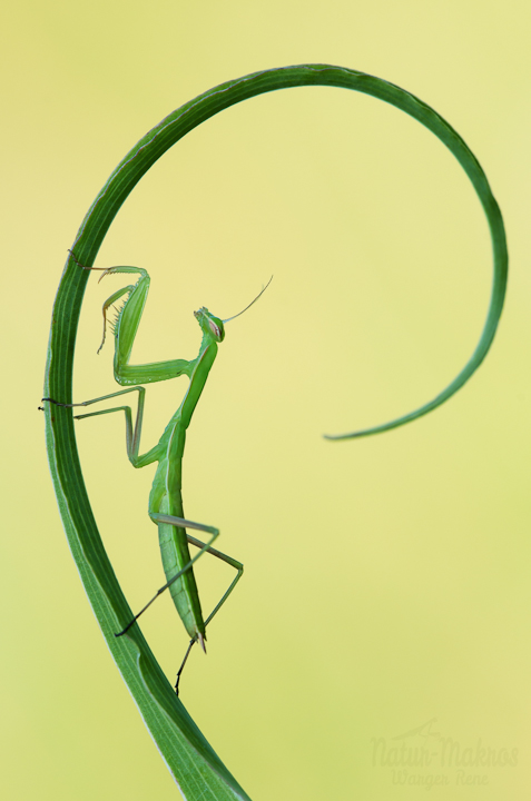 Mantis religiosa, Nymphe L3