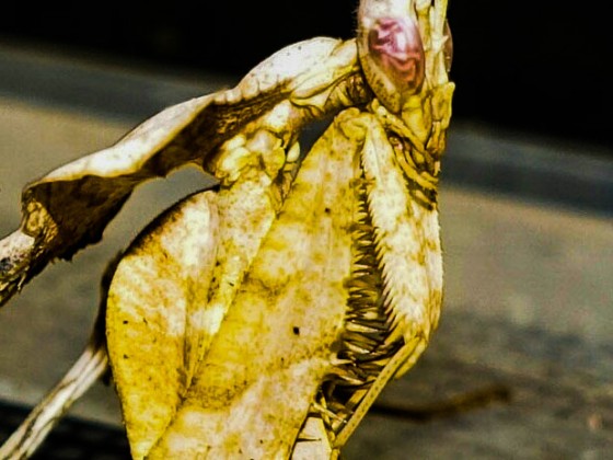 Idolomantis