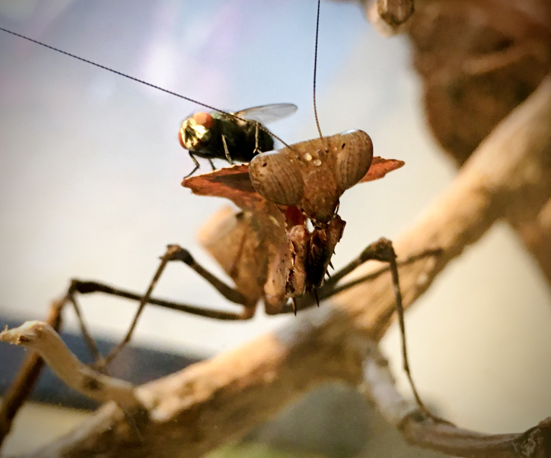 Deroplatys desiccata und Fliege