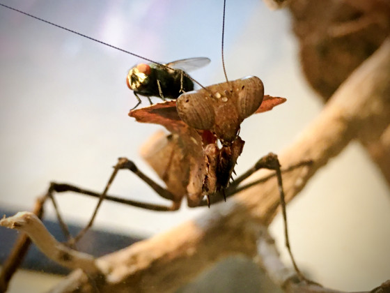 Deroplatys desiccata und Fliege