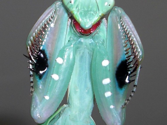 adultes Sphodromantis aurea Weibchen
