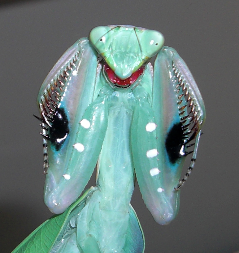 adultes Sphodromantis aurea Weibchen