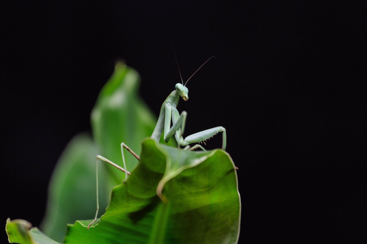 Hierodula membranacea 2