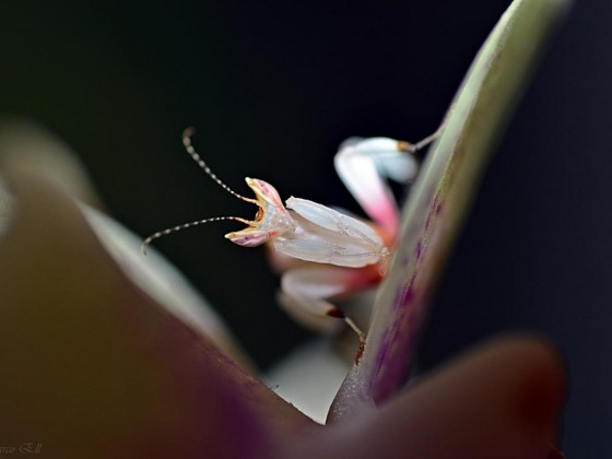 0.0.1 Hymenopus coronatus L2