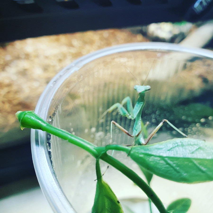 Hey ich bin die Hildegard und eine Sphodromantis viridis