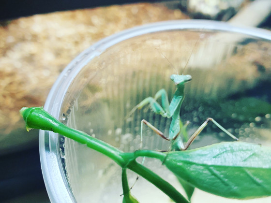 Hey ich bin die Hildegard und eine Sphodromantis viridis