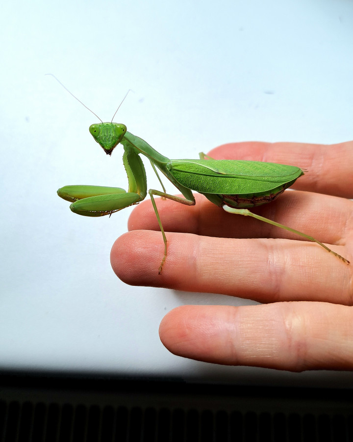 Sphodromantis sp. Neujahrsbaby