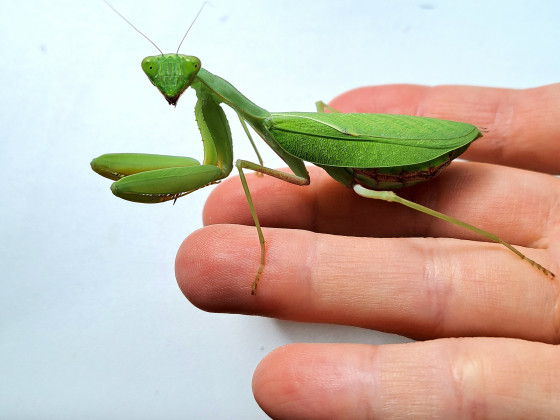 Sphodromantis sp. Neujahrsbaby