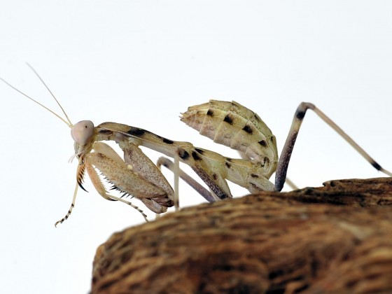 Sphodromantis viridis