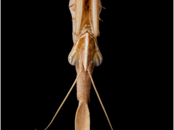 Hypsicorypha gracilis 0,1 adult