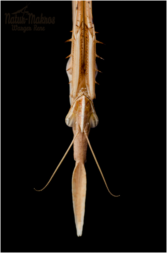 Hypsicorypha gracilis 0,1 adult