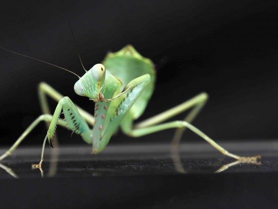 Hierodula spec. Lombok