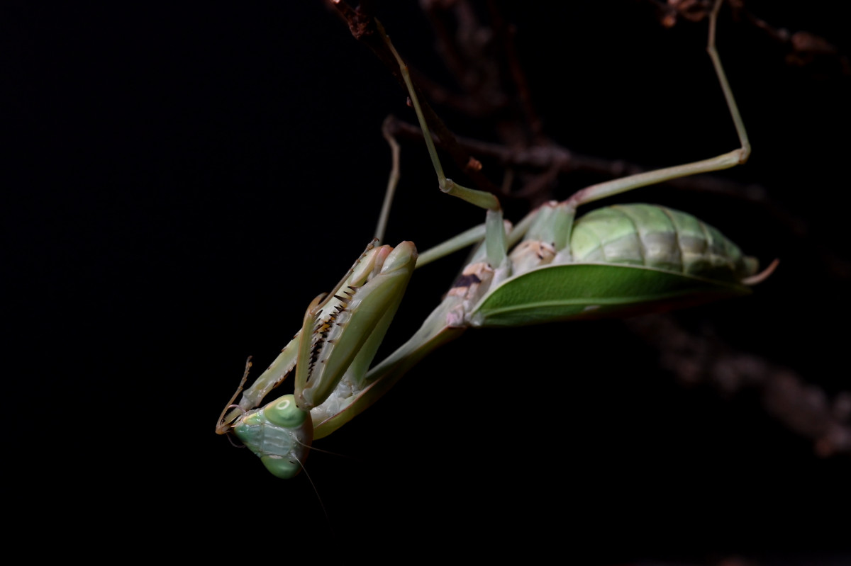 Hierodula quinquepatellata (IGM 288)