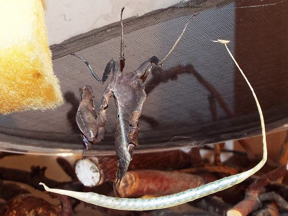 Acanthops erosula IGM267 Weibchen mit frisch gelegter Oothek