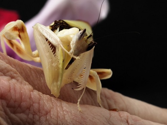 Hymenopus coronatus