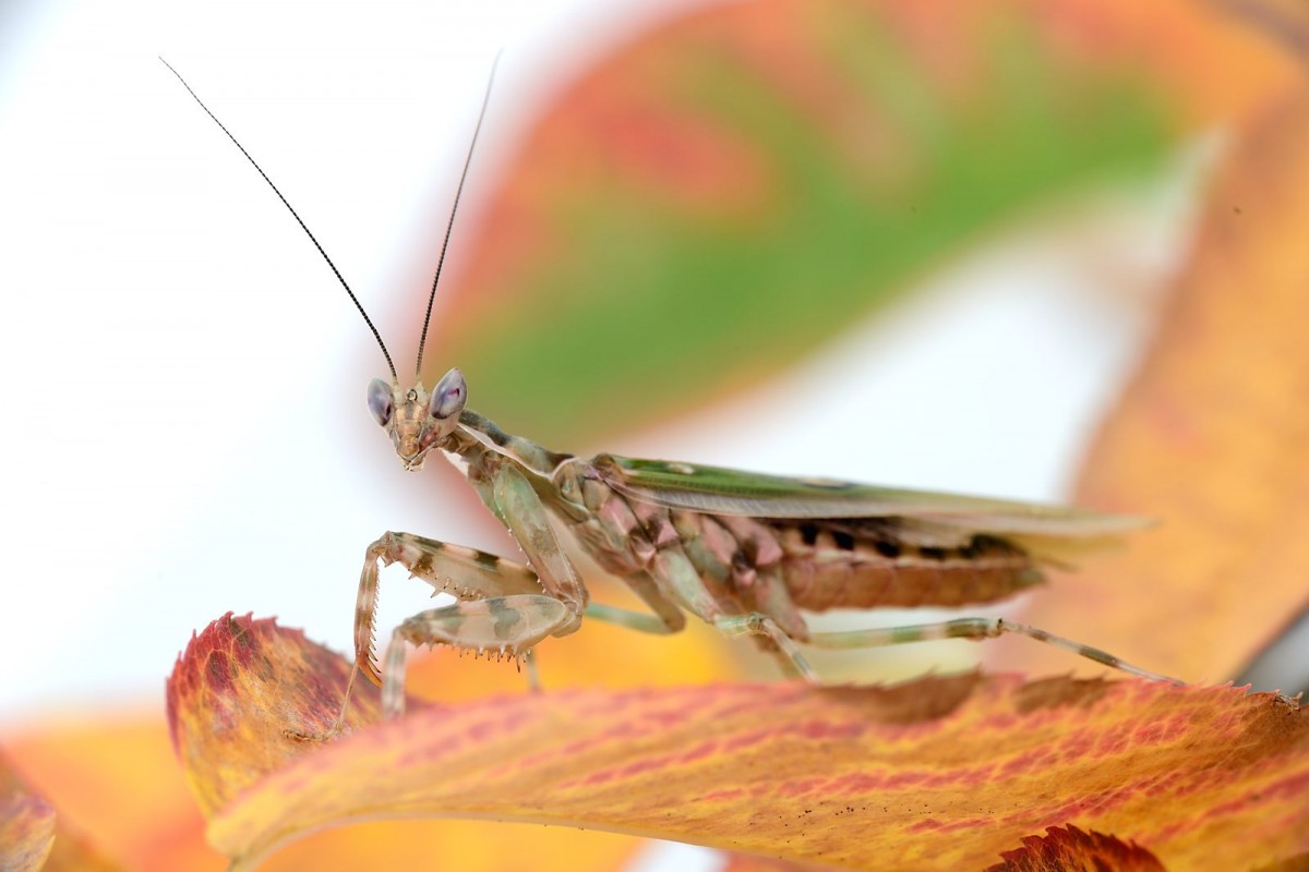 Creobroter elongatus