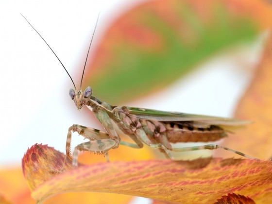 Creobroter elongatus