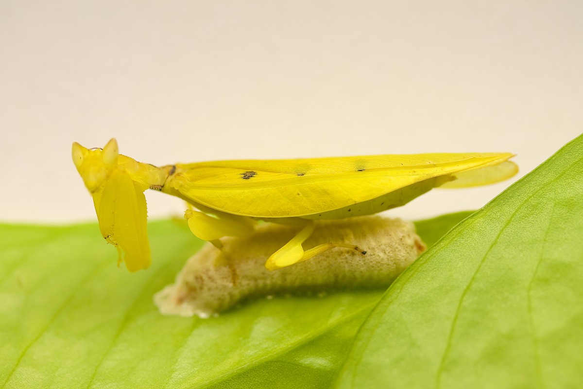 Parymenopus davisoni