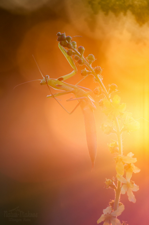 Mantis religiosa, subadult