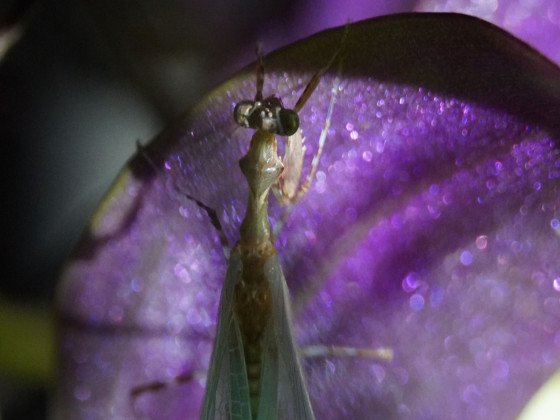 Citharomantis f. M. Adulthäutung III