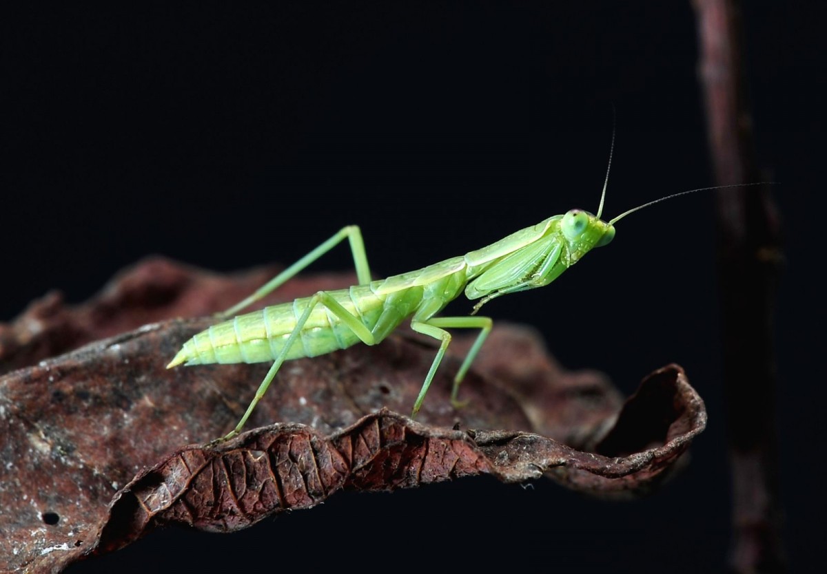 Orthodera novaezealandiae