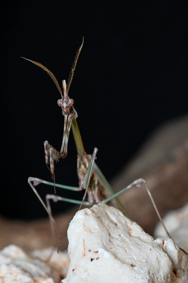 Empusa fasciata