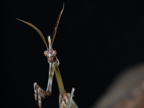 Empusa fasciata