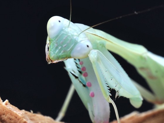 Hierodula spec. Lombok